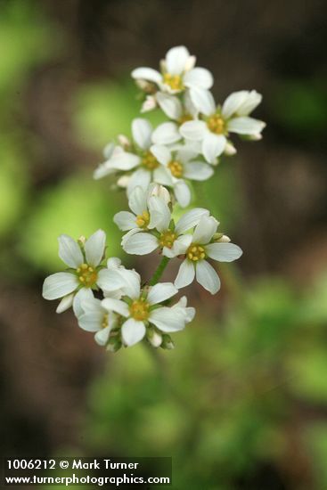 Suksdorfia ranunculifolia
