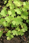 Buttercup-leaf Mock Brookfoam foliage detail