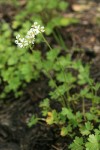 Buttercup-leaf Mock Brookfoam