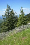 Douglas-firs w/ Big Sagebrush & Meadow Death Camas in meadow fgnd