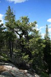 Twisted Lodgepole Pine