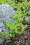 Dwarf Blueberries by lichen-covered boulder