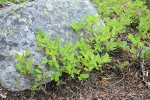 Dwarf Blueberries by lichen-covered boulder