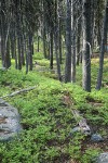 Dwarf Blueberries under Lodgepole Pines