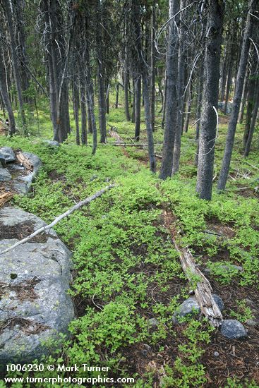 Vaccinium myrtillus