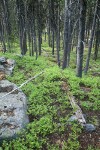 Dwarf Blueberries under Lodgepole Pines