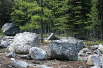 Lodgepole Pine behind erratic boulders