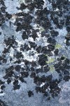 Crustose lichens on rock