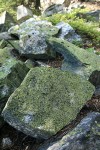 Crustose lichens on rocks