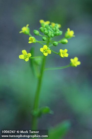 Draba stenoloba