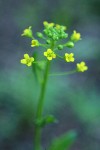 Slender Draba blossoms