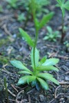 Slender Draba basal rosette