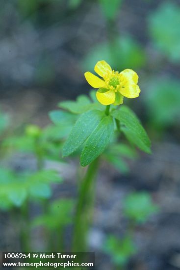 Ranunculus eschscholtzii