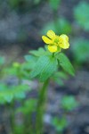 Snowpatch Buttercup