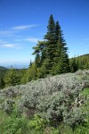 Subalpine Firs w/ Big Sagebrush fgnd