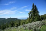 Subalpine Firs w/ Big Sagebrush fgnd