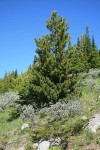 Whitebark Pine w/ Big Sagebrush & Common Juniper fgnd