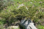 Common Juniper