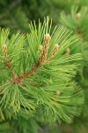 Whitebark Pine foliage detail