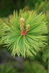 Whitebark Pine foliage detail