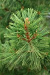 Whitebark Pine foliage detail