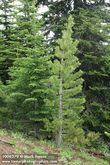 Pinus albicaulis; Abies lasiocarpa