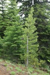 Whitebark Pine by Subalpine Fir