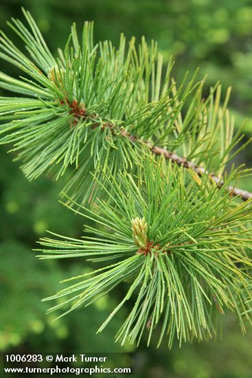 Pinus albicaulis