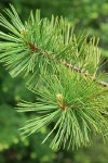 Whitebark Pine foliage detail
