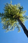 Western Larch crown against blue sky