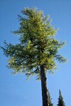 Western Larch crown against blue sky