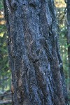 Western Larch bark