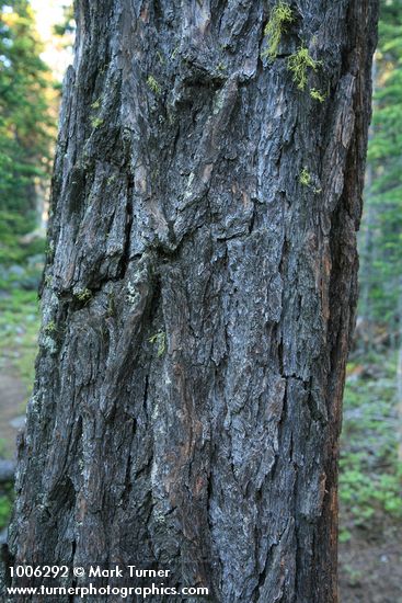 Larix occidentalis