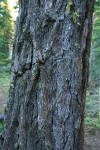 Western Larch bark