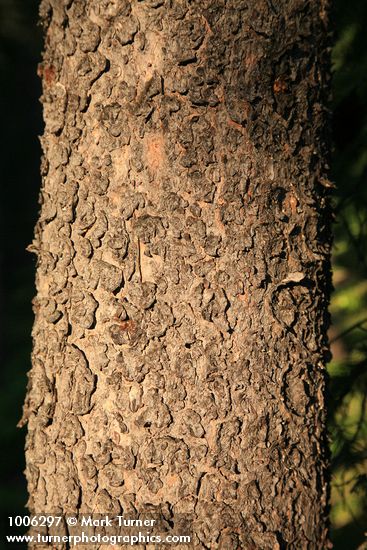 Pinus contorta