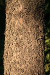 Lodgepole Pine bark