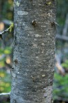 Subalpine Fir bark