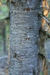 Subalpine Fir bark