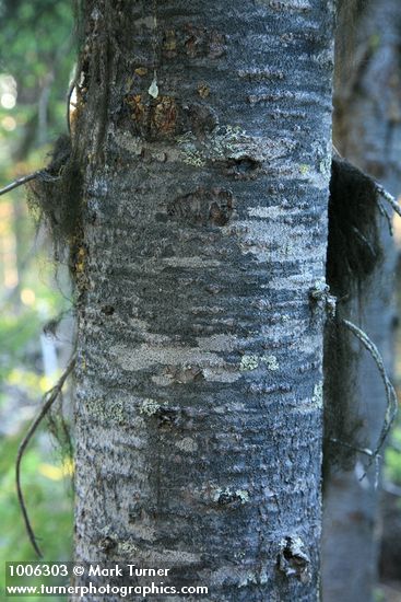 Abies lasiocarpa