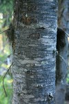 Subalpine Fir bark