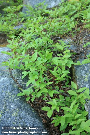 Vaccinium myrtillus