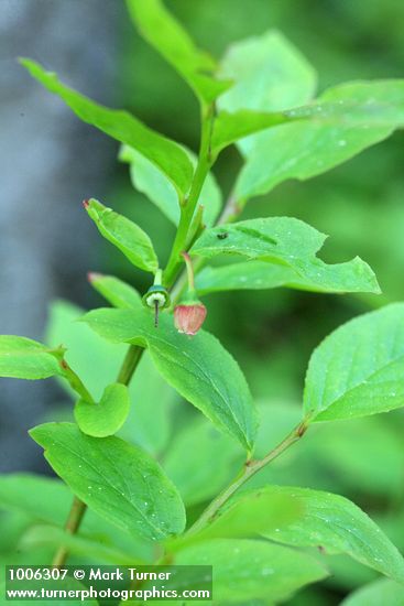 Vaccinium myrtillus