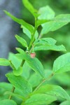 Dwarf Blueberry blossom, immature fruit, foliage detail