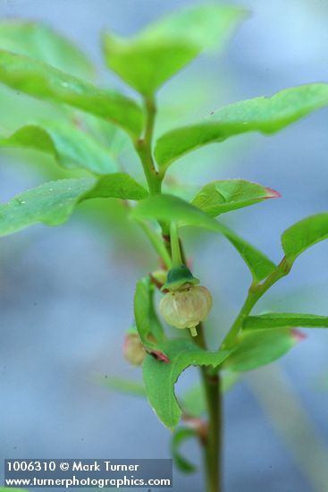 Vaccinium myrtillus