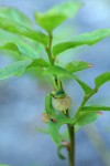 Dwarf Blueberry blossom & foliage detail