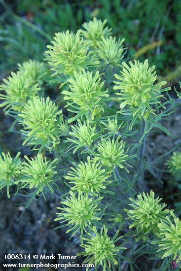 Castilleja cervina