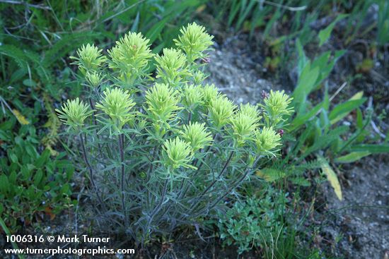 Castilleja cervina