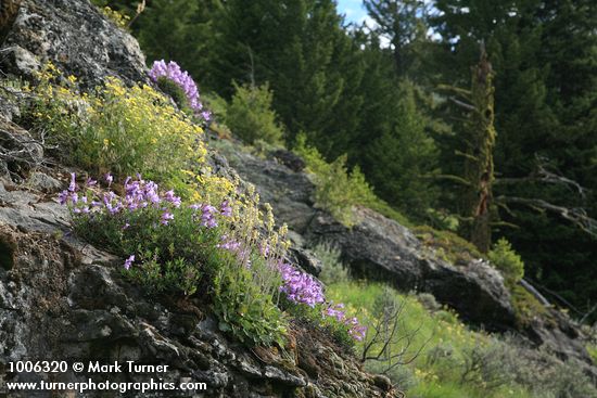 Penstemon fruticosus; Heuchera cylindrica; Potentilla glandulosa