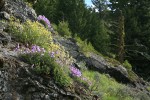 Shrubby Penstemon, Roundleaf Alumroot, Sticky Cinquefoil on rock outcrop