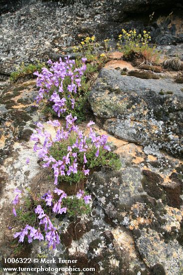 Penstemon fruticosus; Potentilla glandulosa